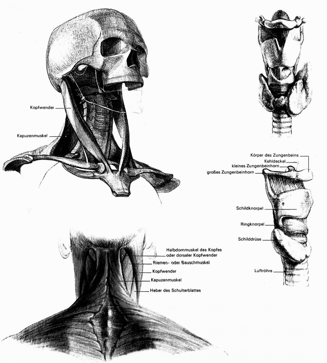 Мышцы головы сзади анатомия