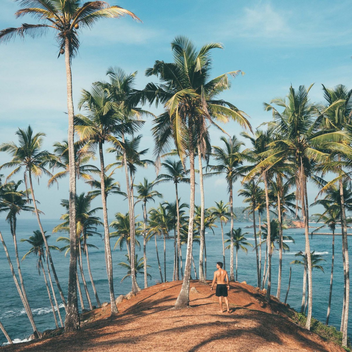 Мирисса Шри Ланка пальмы