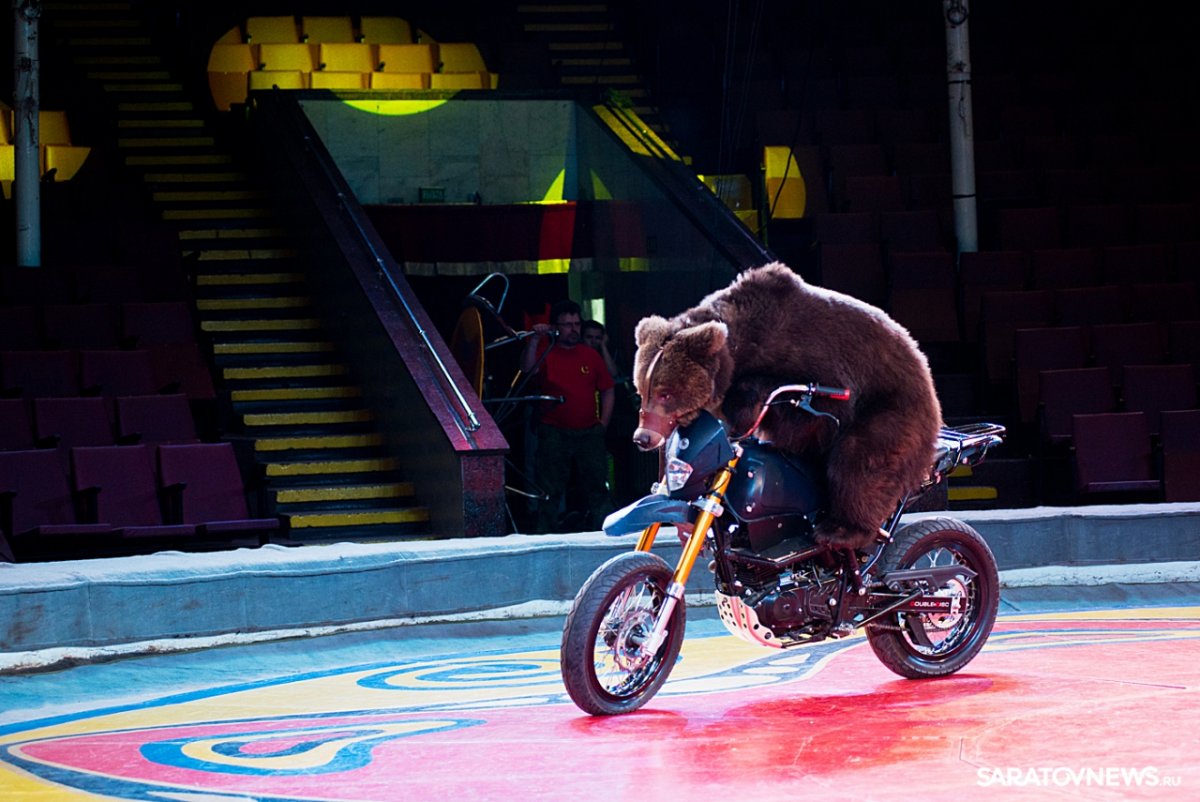 Медведь в цирке