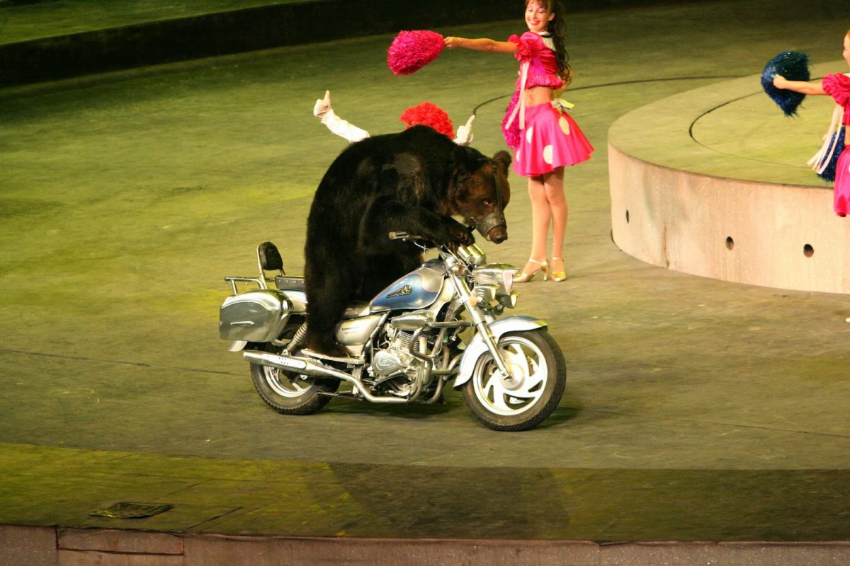 Медведь наивелосипеде