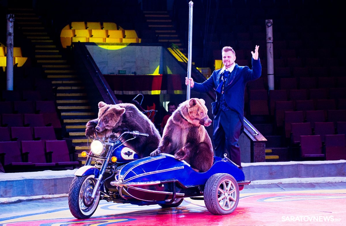 Медведь на арене цирка