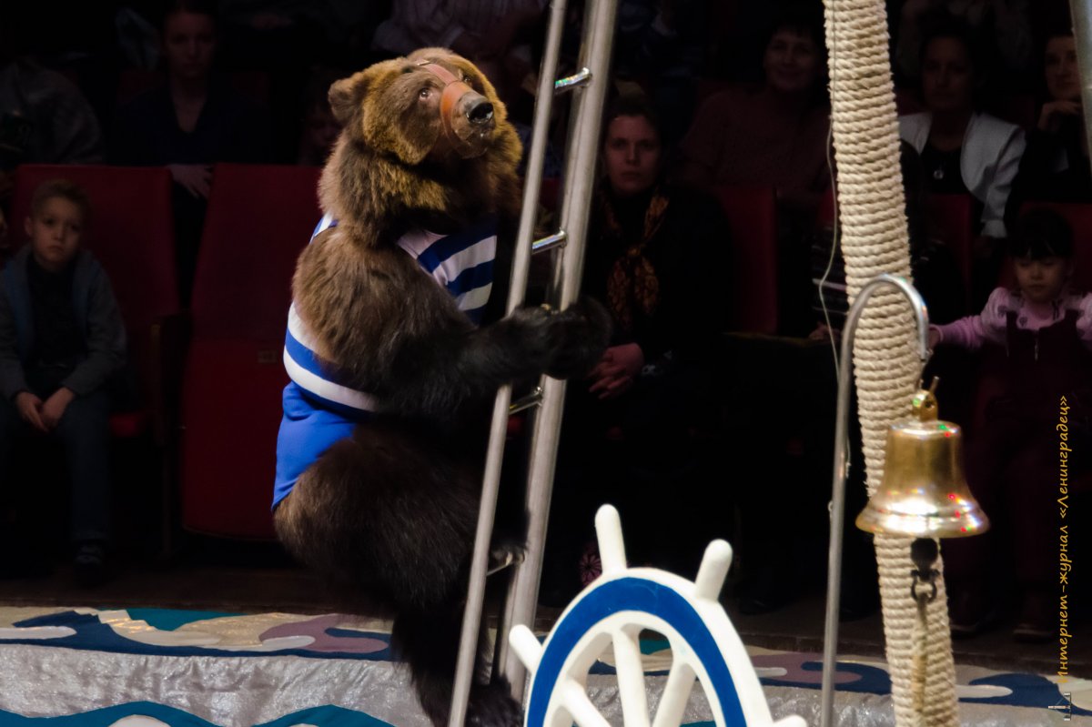 Медведь на мотоцикле в цирке