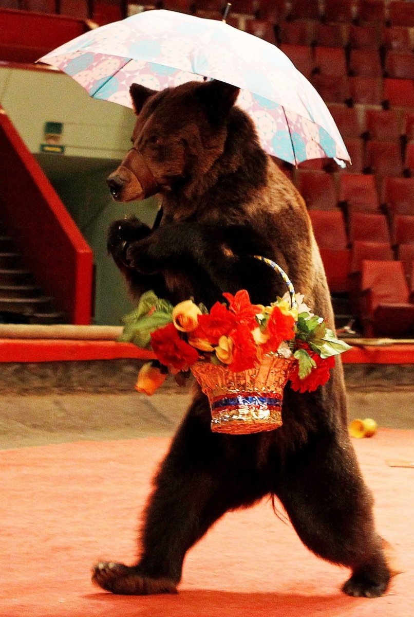 Медведь напал на дрессировщика в цирке в Карелии