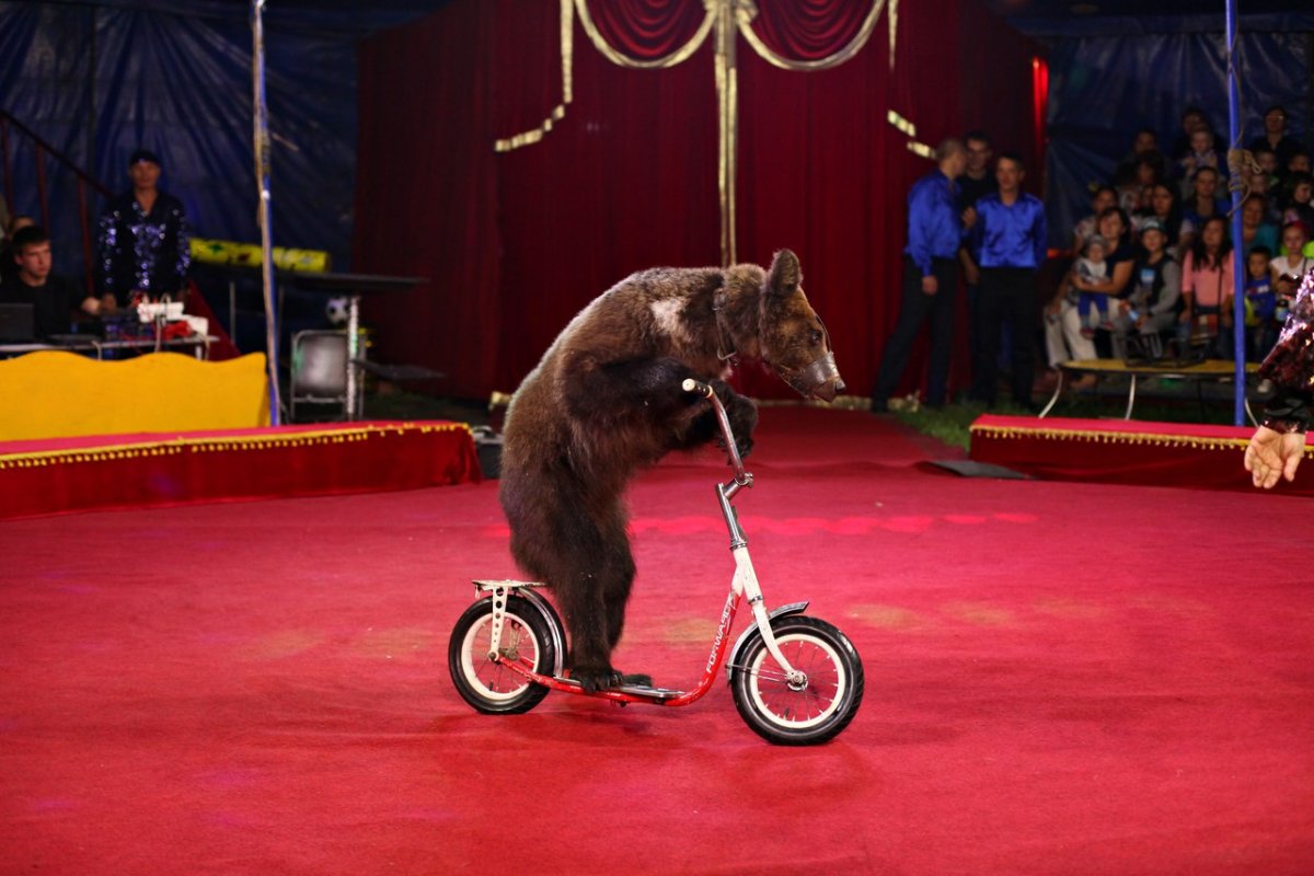 Дрессированные медведи в цирке