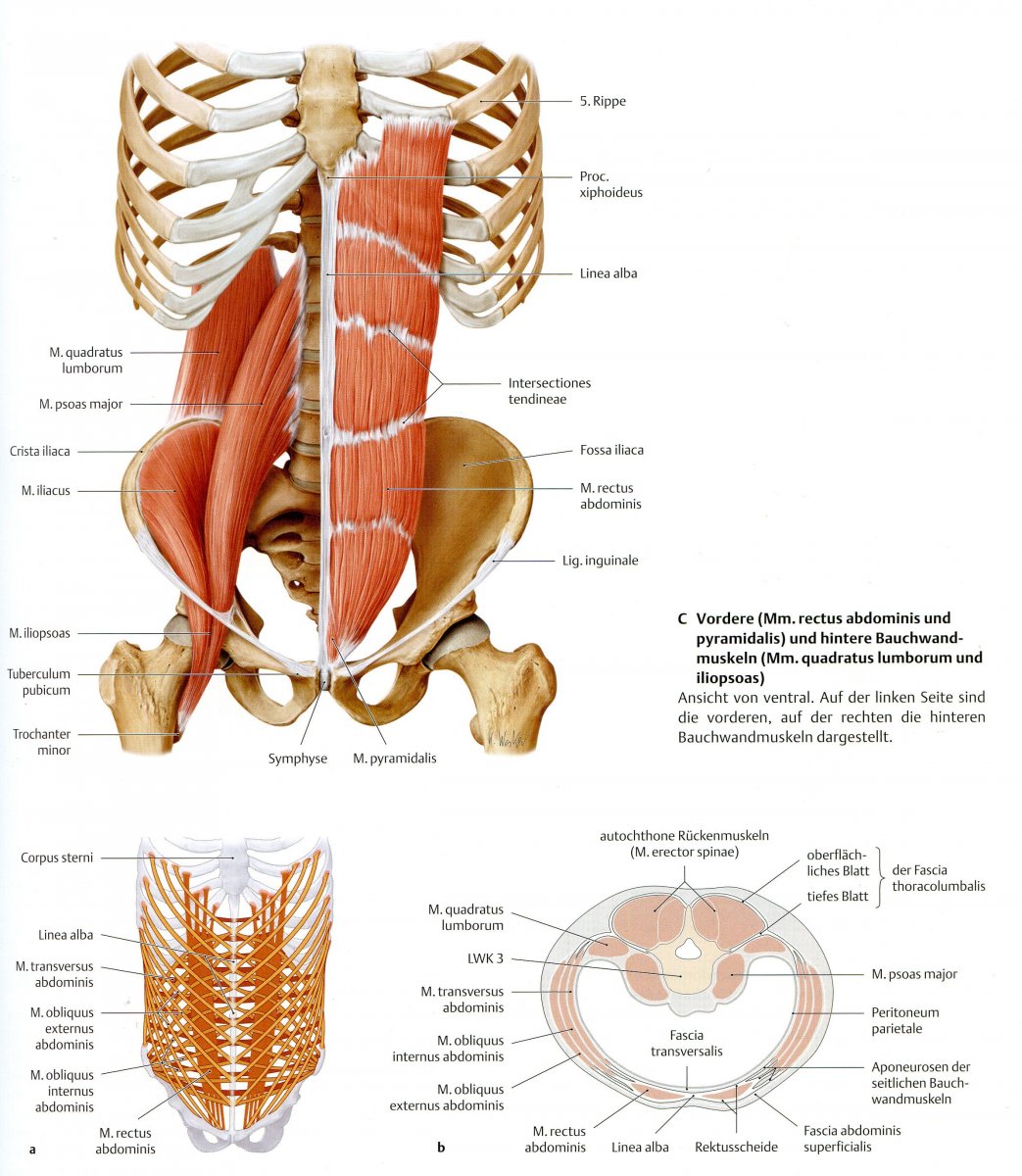 M.Quadratus Lumborum анатомия