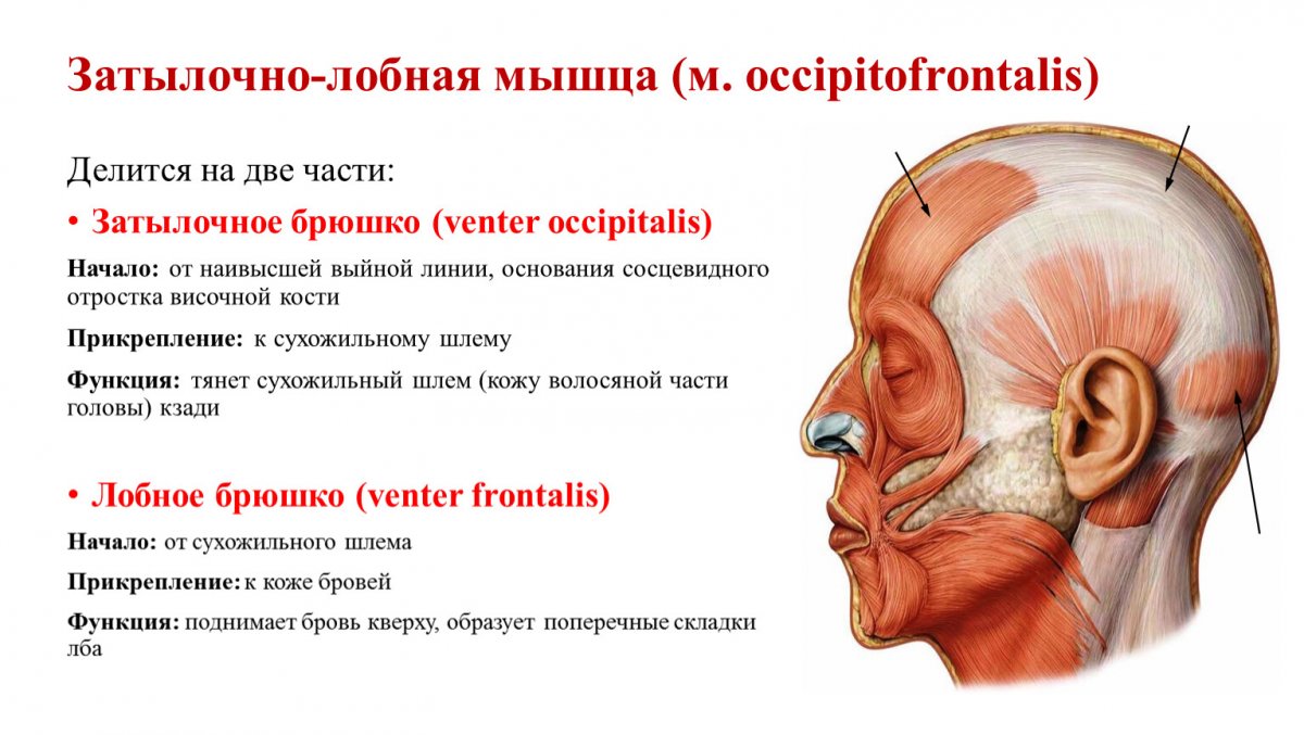 Функции надчерепной мышцы головы