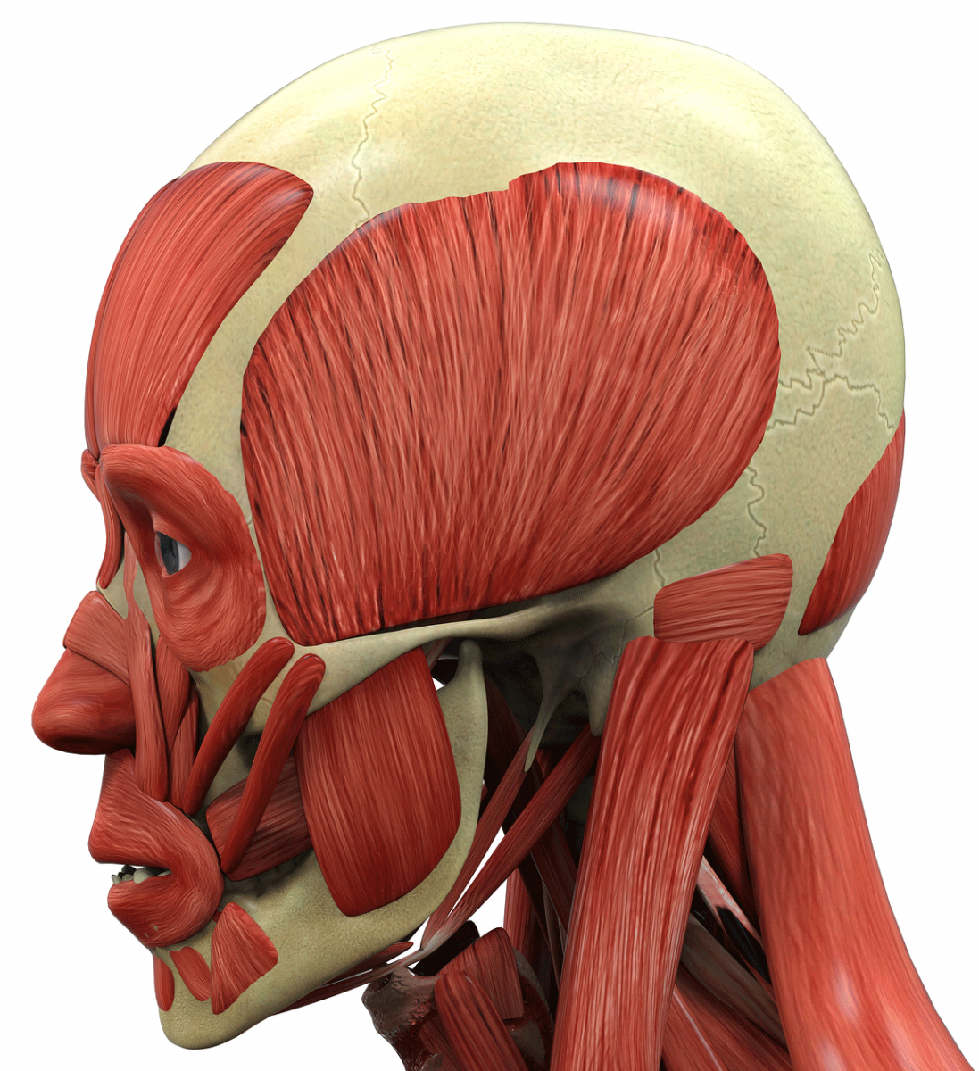 Мышцы головы анатомия