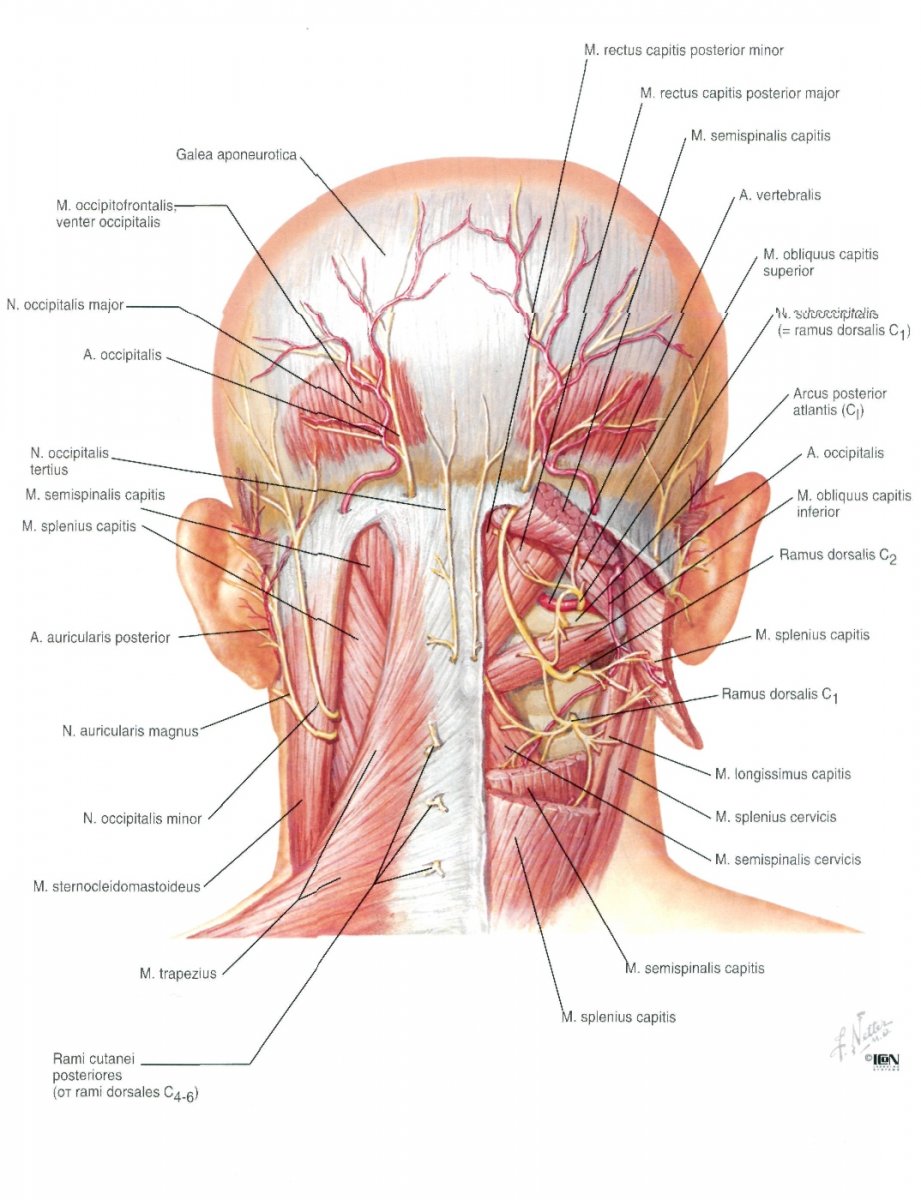 Строение мышц шеи и головы сзади
