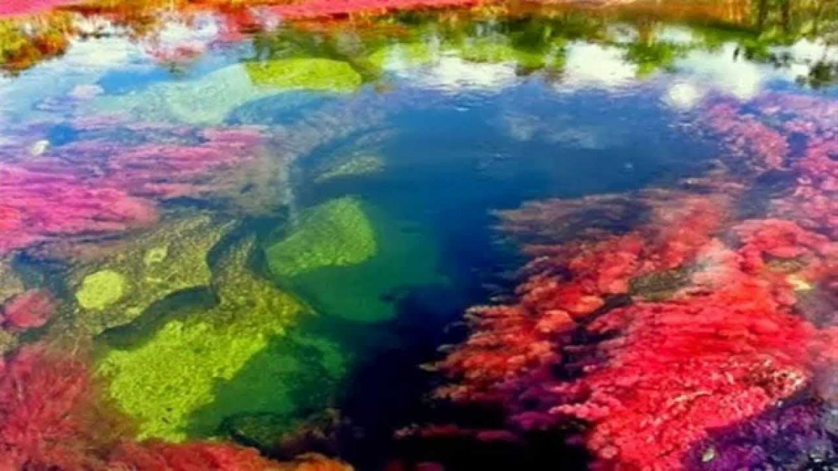Разноцветная река Каньо-Кристалес (Колумбия)