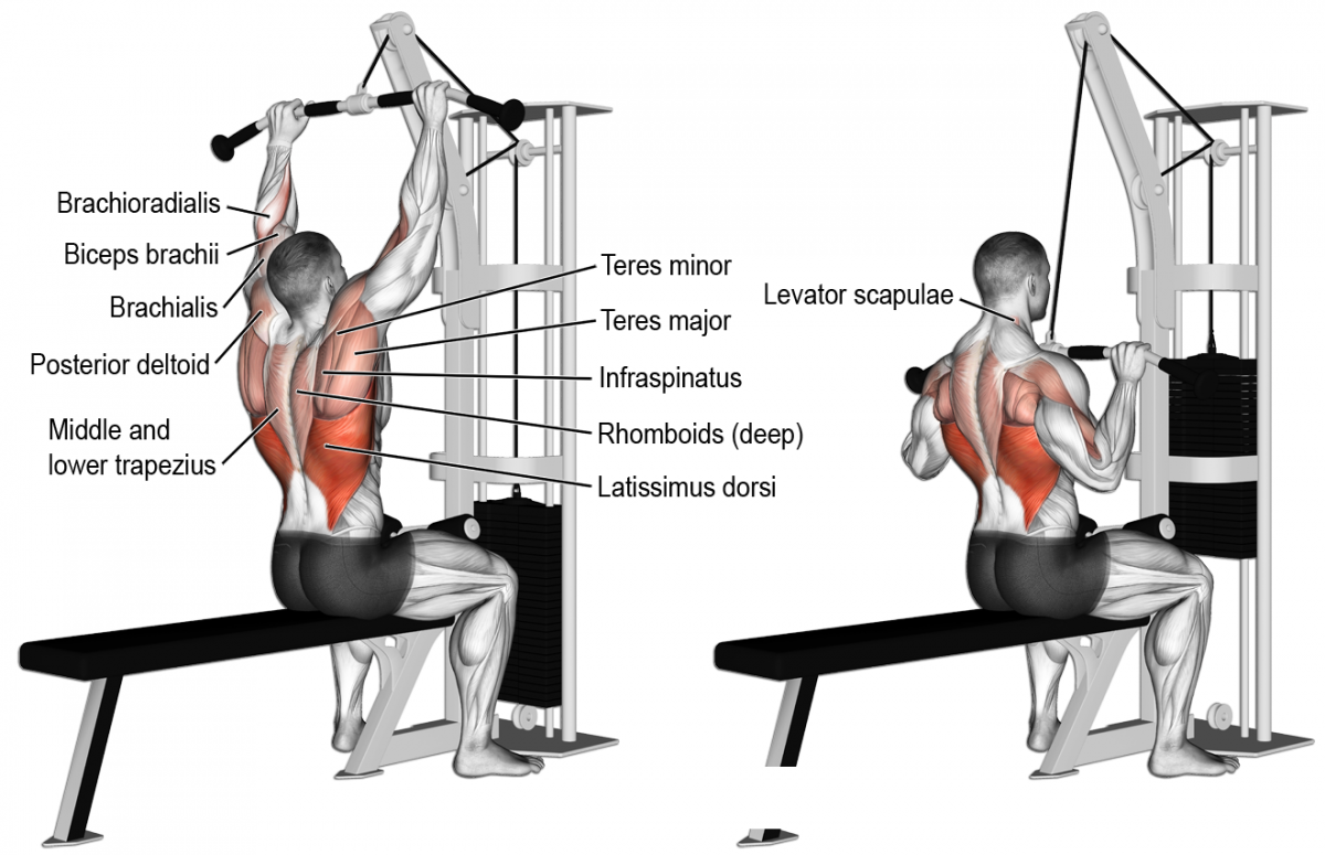 Вертикальная тяга мышцы