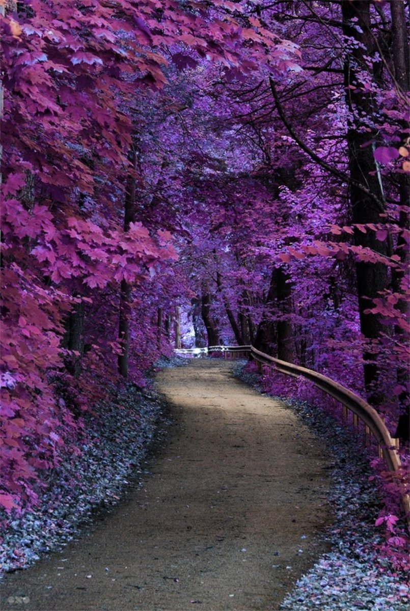Фиолетовый закат в лесу