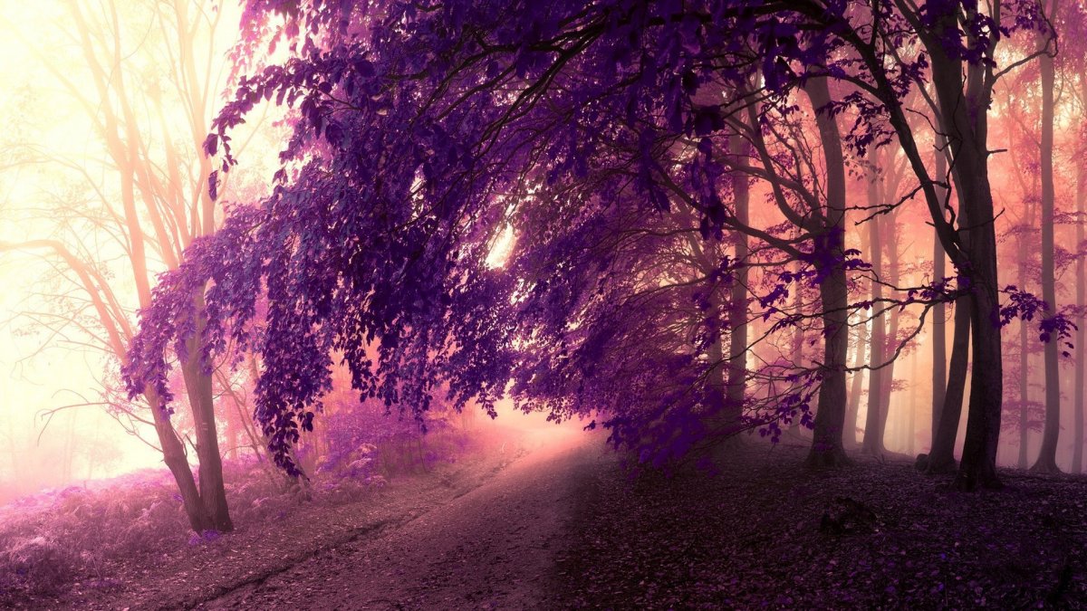 Темный лес в фиолетовых тонах