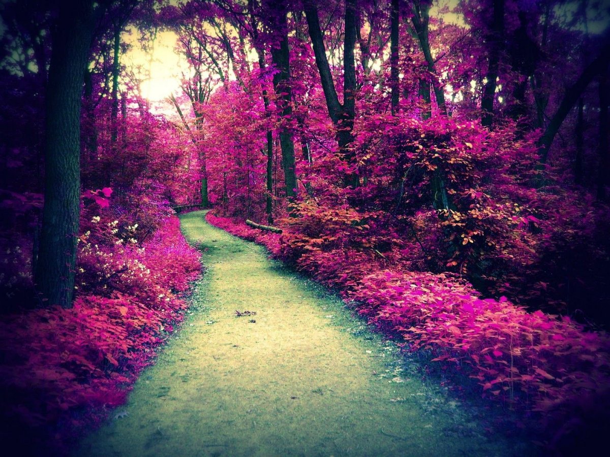 Розовый лес цвет