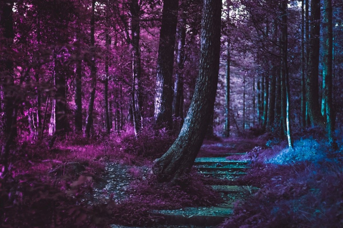 Фиолетовый лес Эстетика