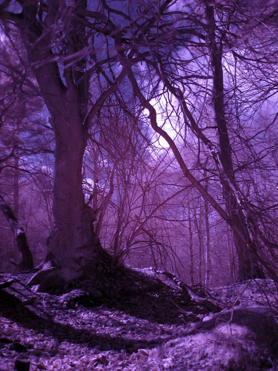 Фиолетовый лес Эстетика