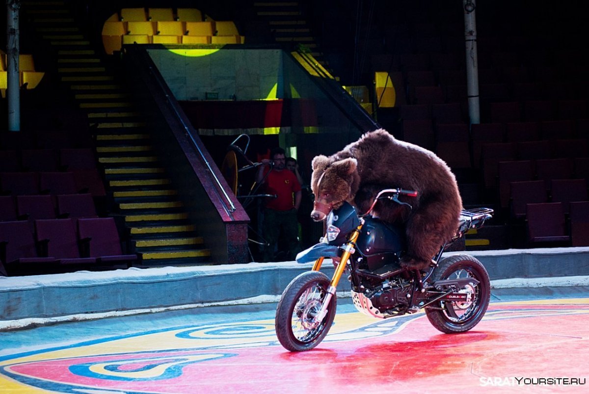 Медведь на мотоцикле прикол