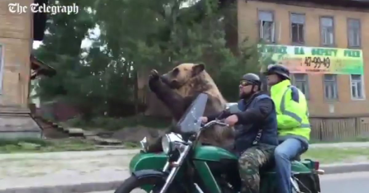 Медведь на мотоцикле на шоссе