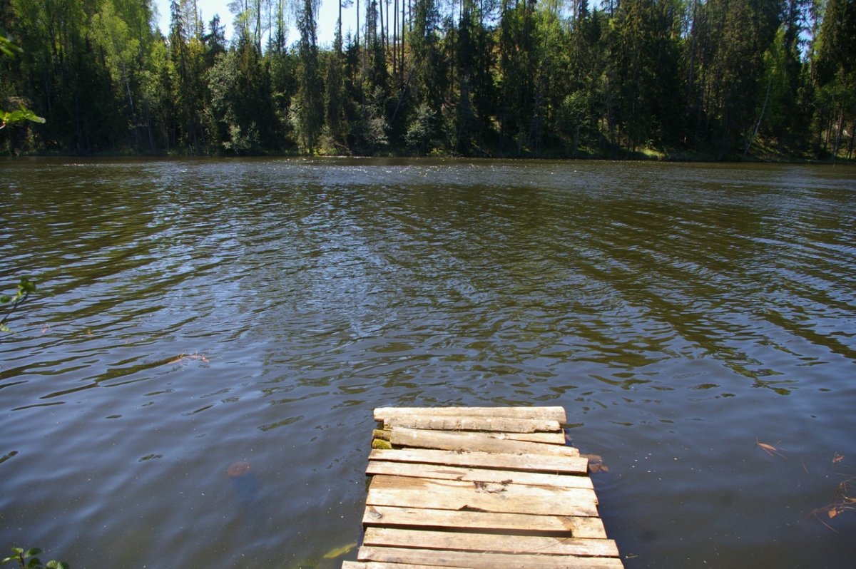Рыба озера Силанде Ленинградская область
