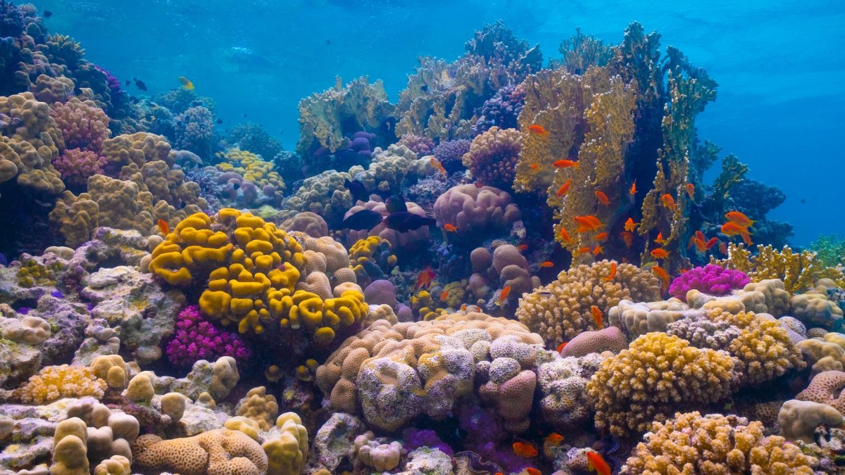 На острове Окинава кораллы
