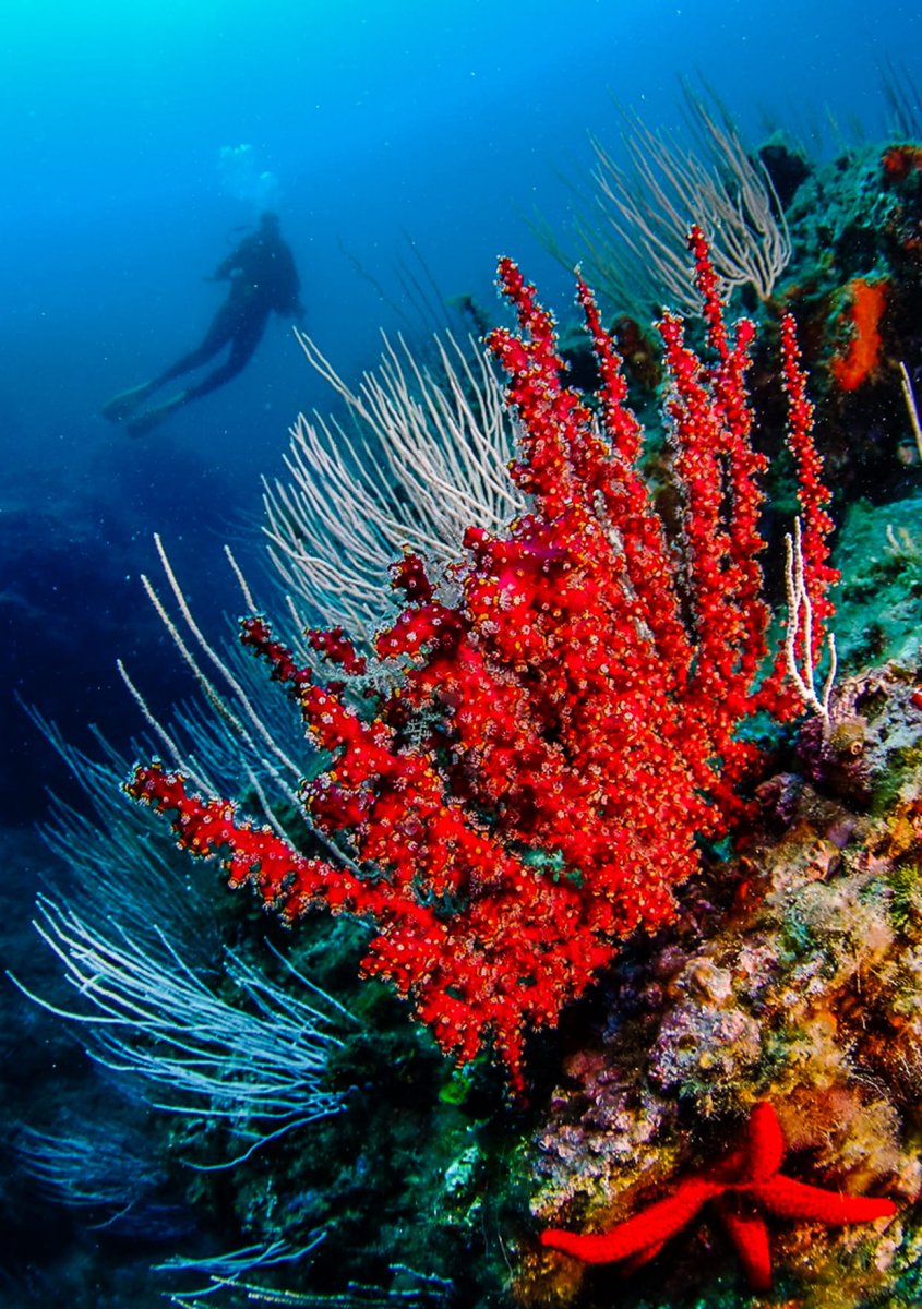 Кораллы коралловые острова