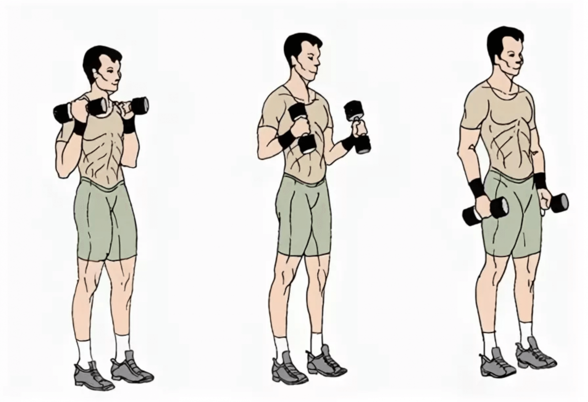 Упражнения на бицепс с гантелями и штангой