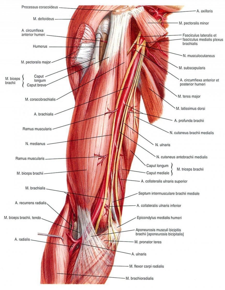 Мышцы предплечья анатомия