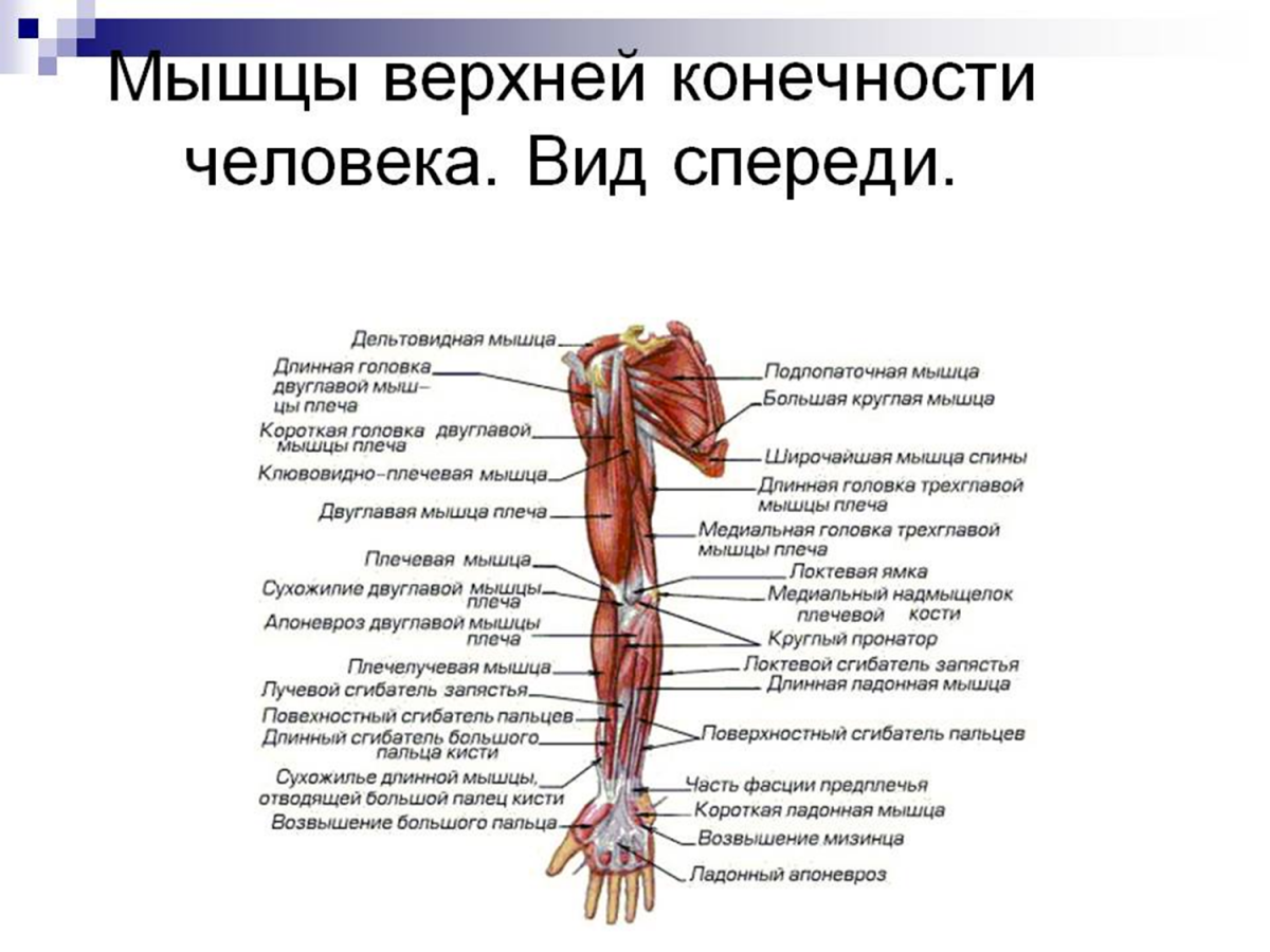 Трехглавая мышца плеча анатомия