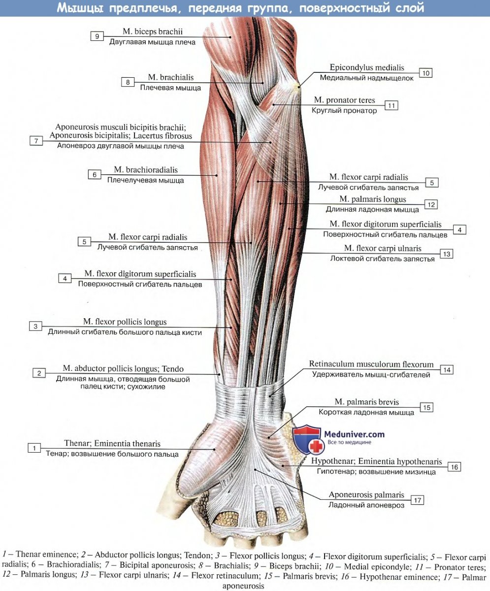 Крепление двуглавой мышцы плеча