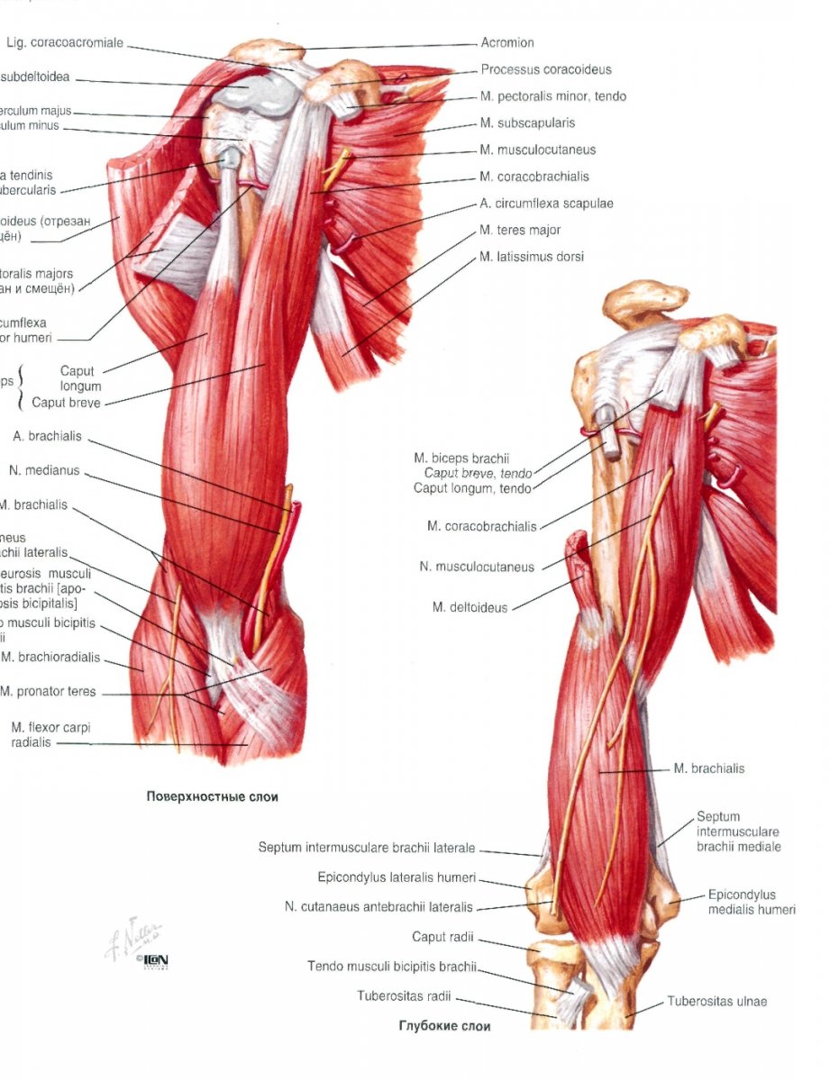 Мышцы пояса верхней конечности и плеча вид спереди
