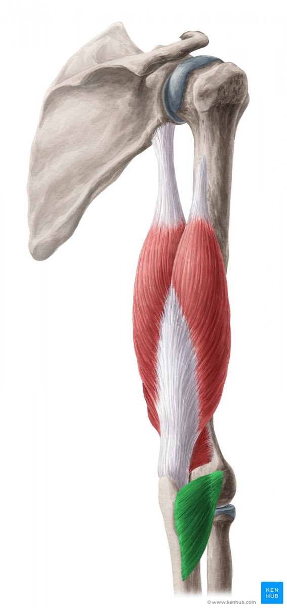 Biceps brachii мышца