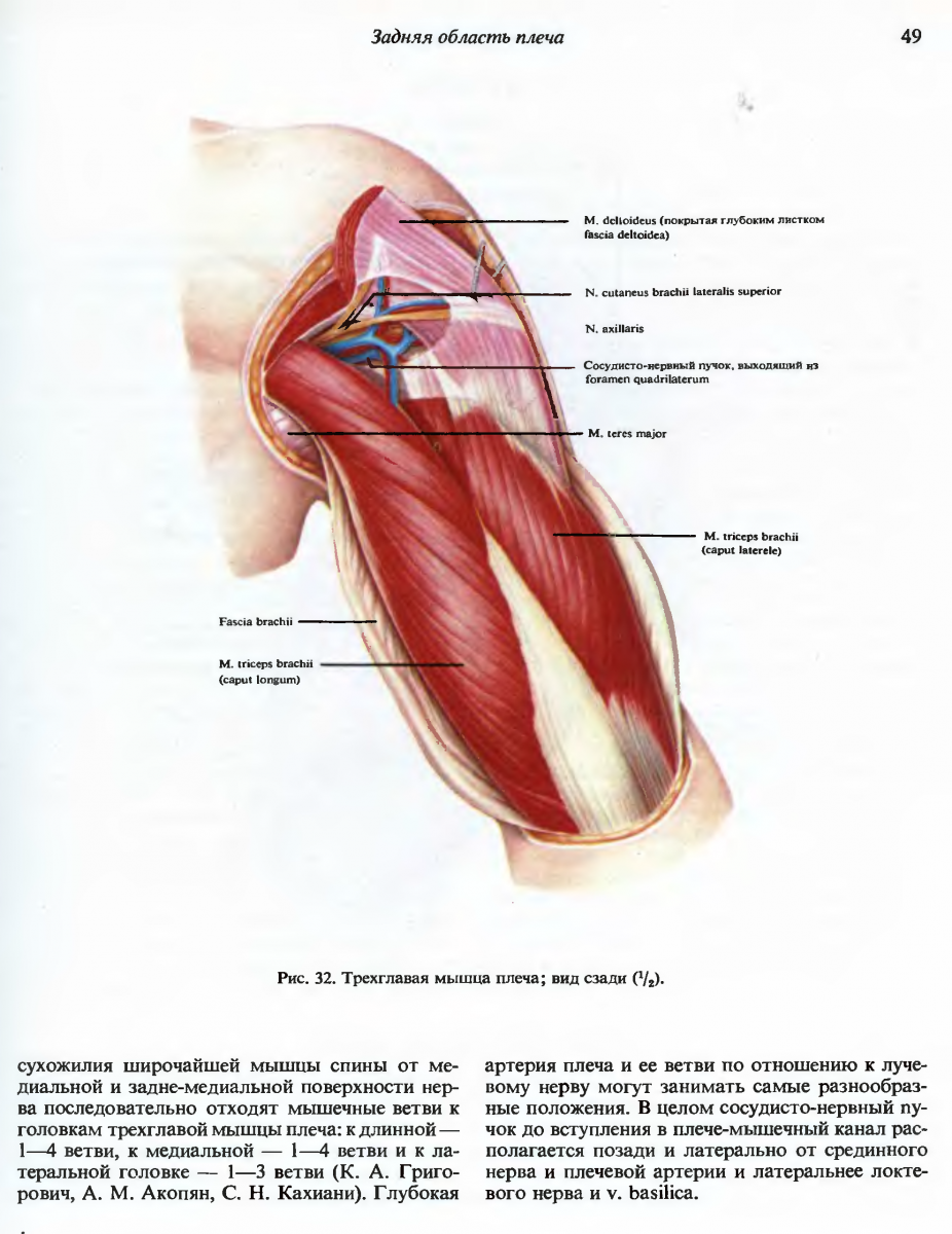 Мышцы плечевого пояса. Мышцы свободной верхней конечности.