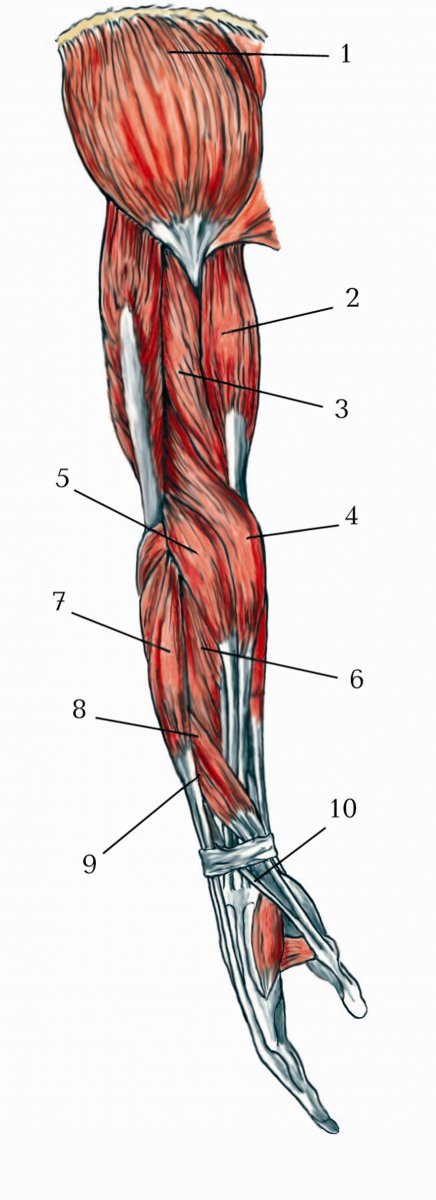 M biceps brachii Caput longum