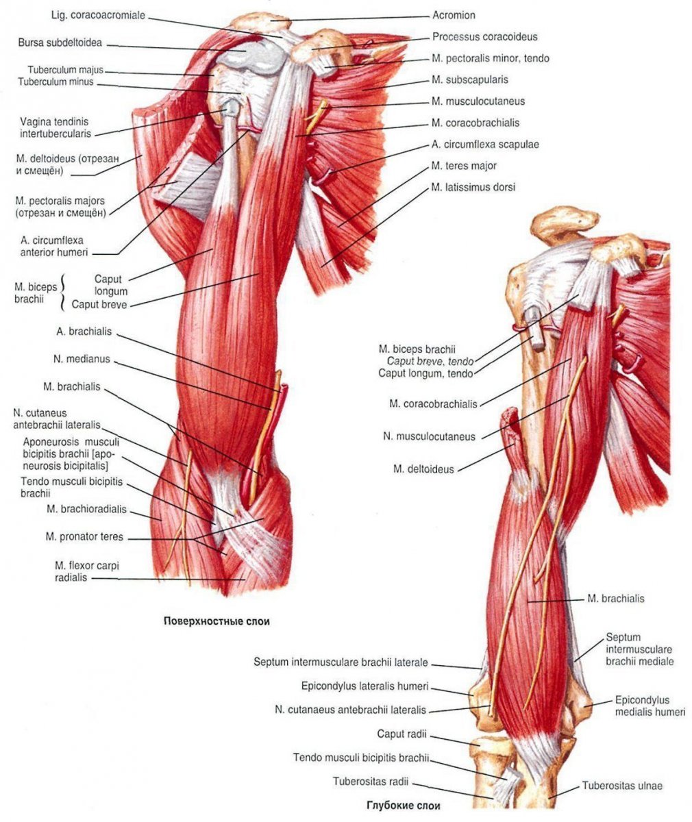 Мышцы руки и плеча схема