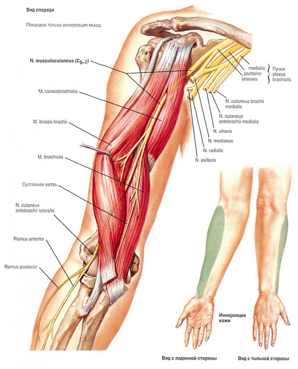 Зарисовки мышц плеча