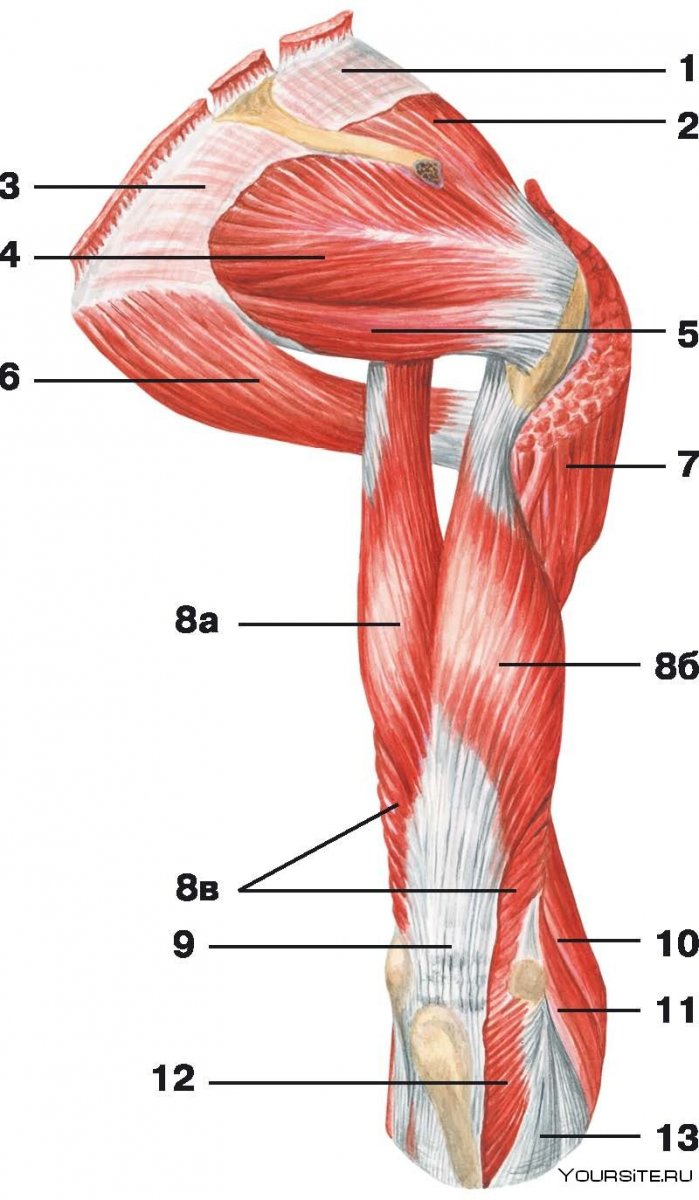Мышцы руки и плеча