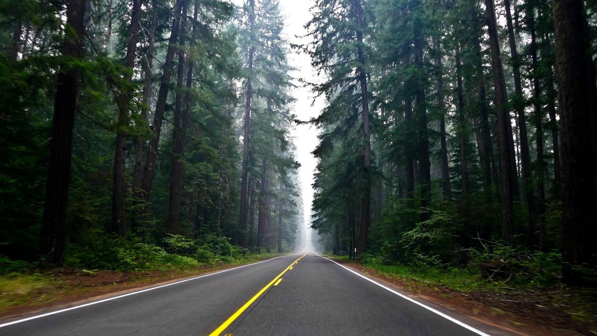 Дорога в лесу после дождя