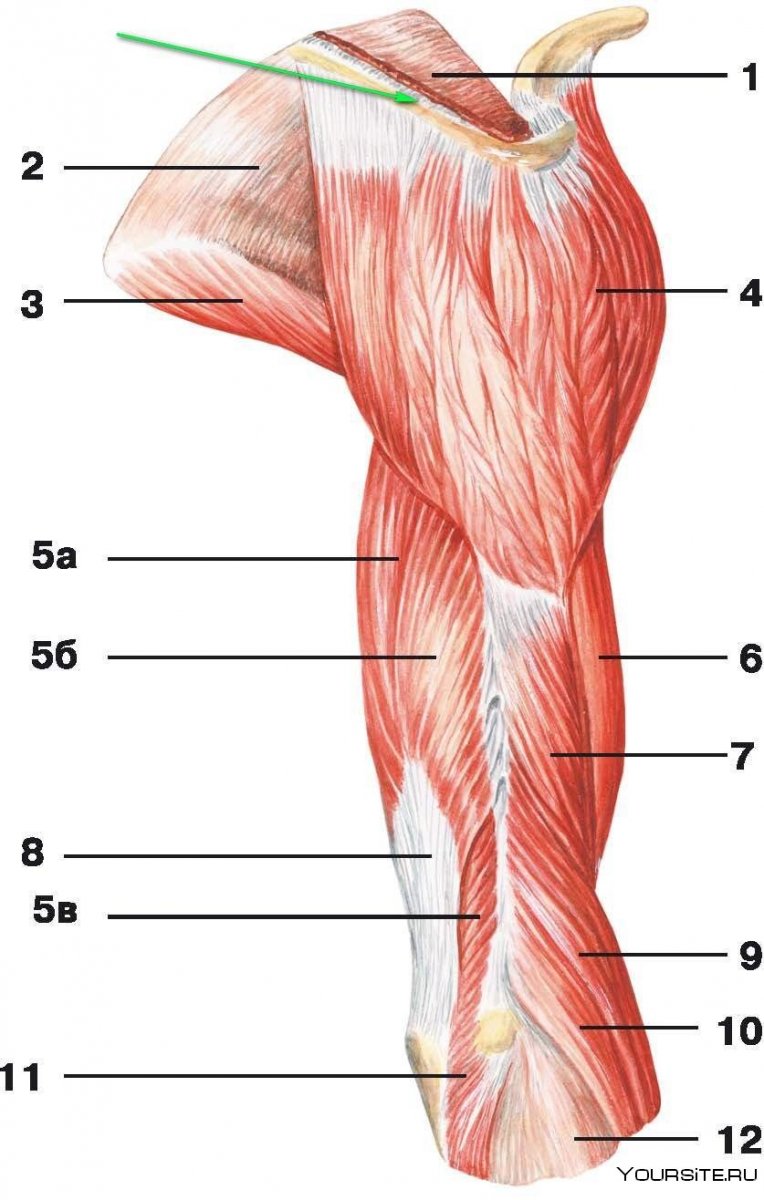 Мышцы плечевого сустава анатомия