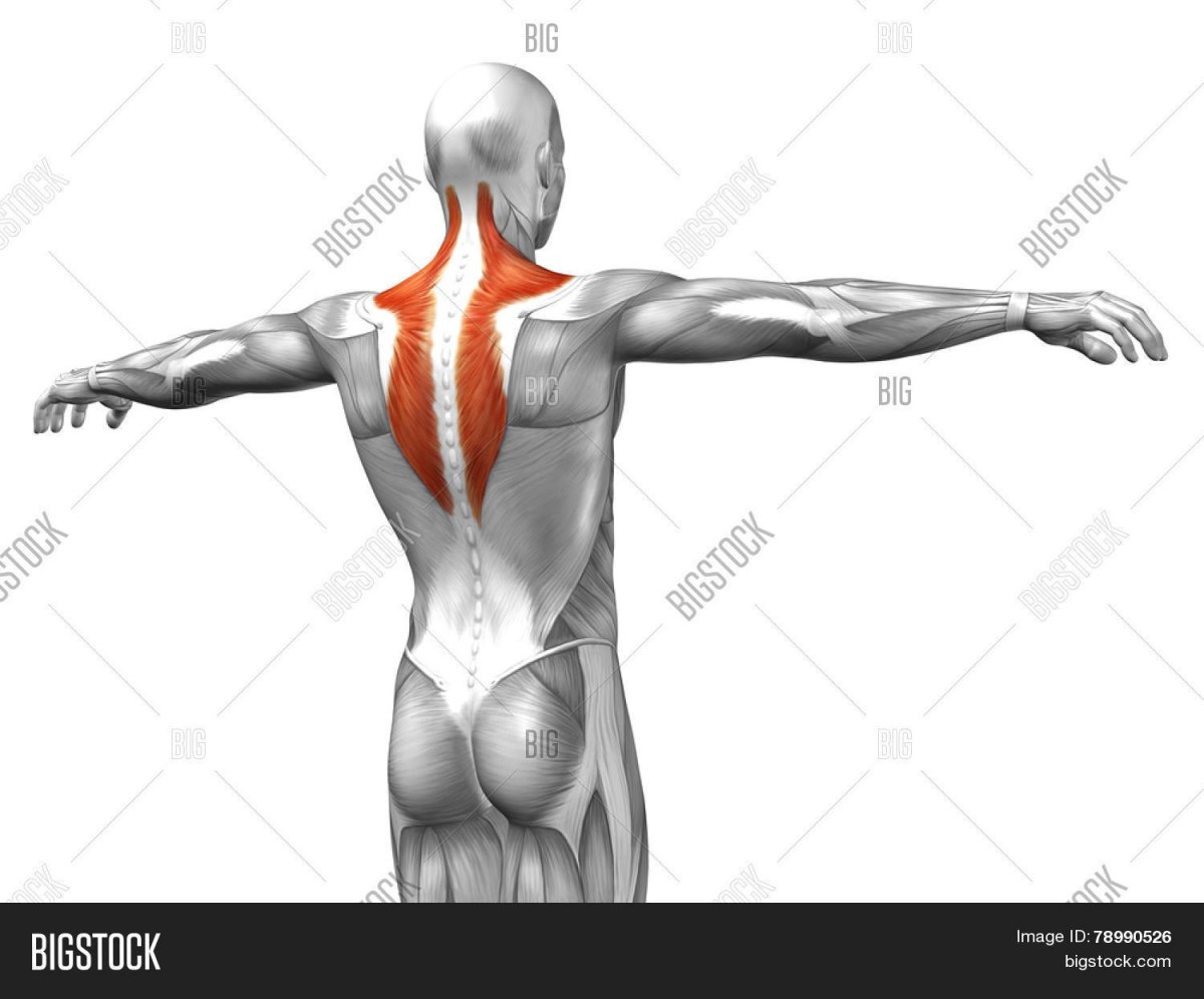 Пресс анатомия мышц