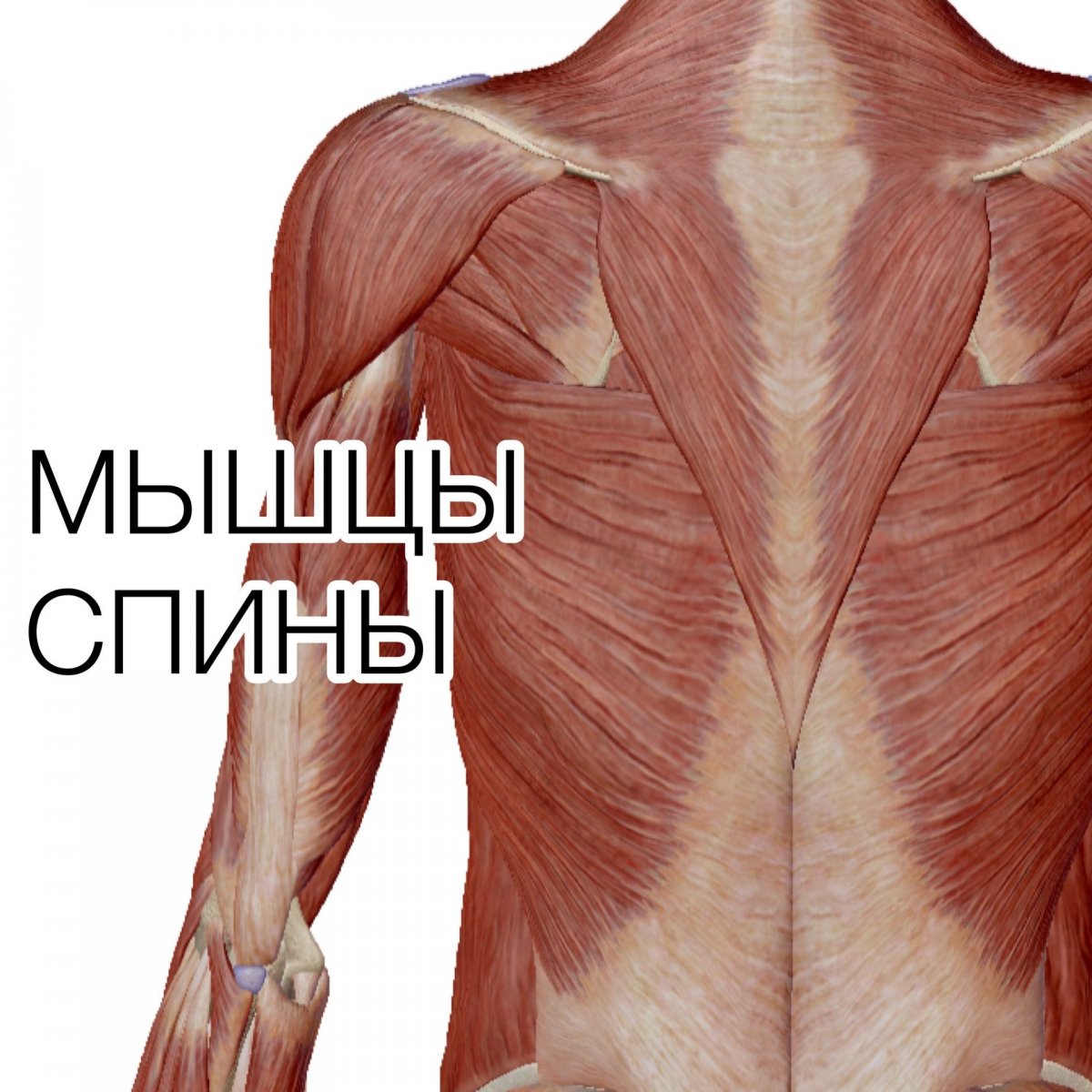 Мышцы внутри человека