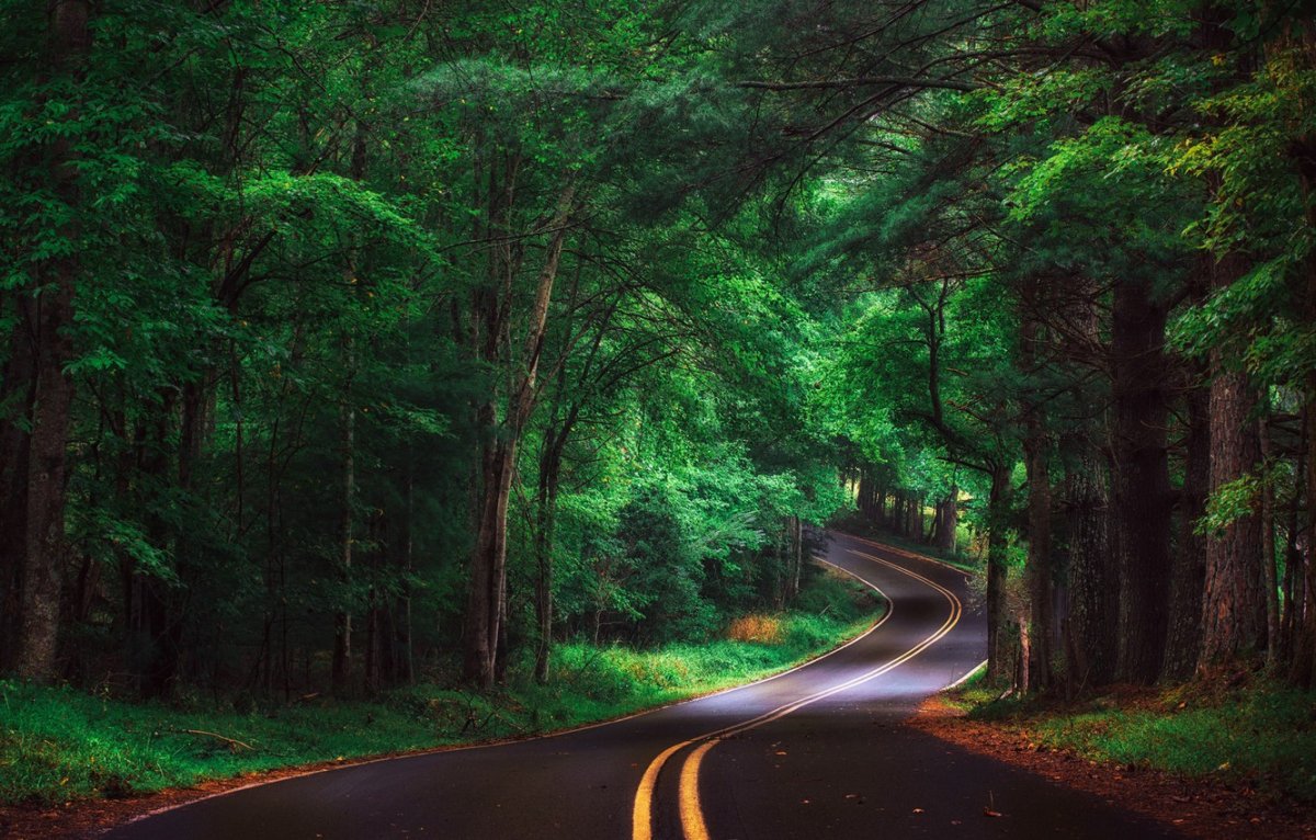 Дорога в хвойном лесу