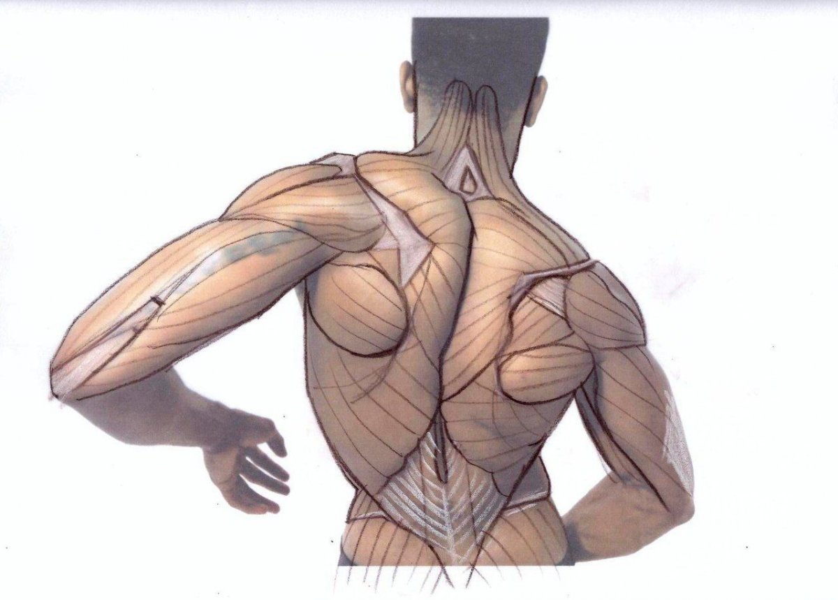 Спинные мышцы человека анатомия