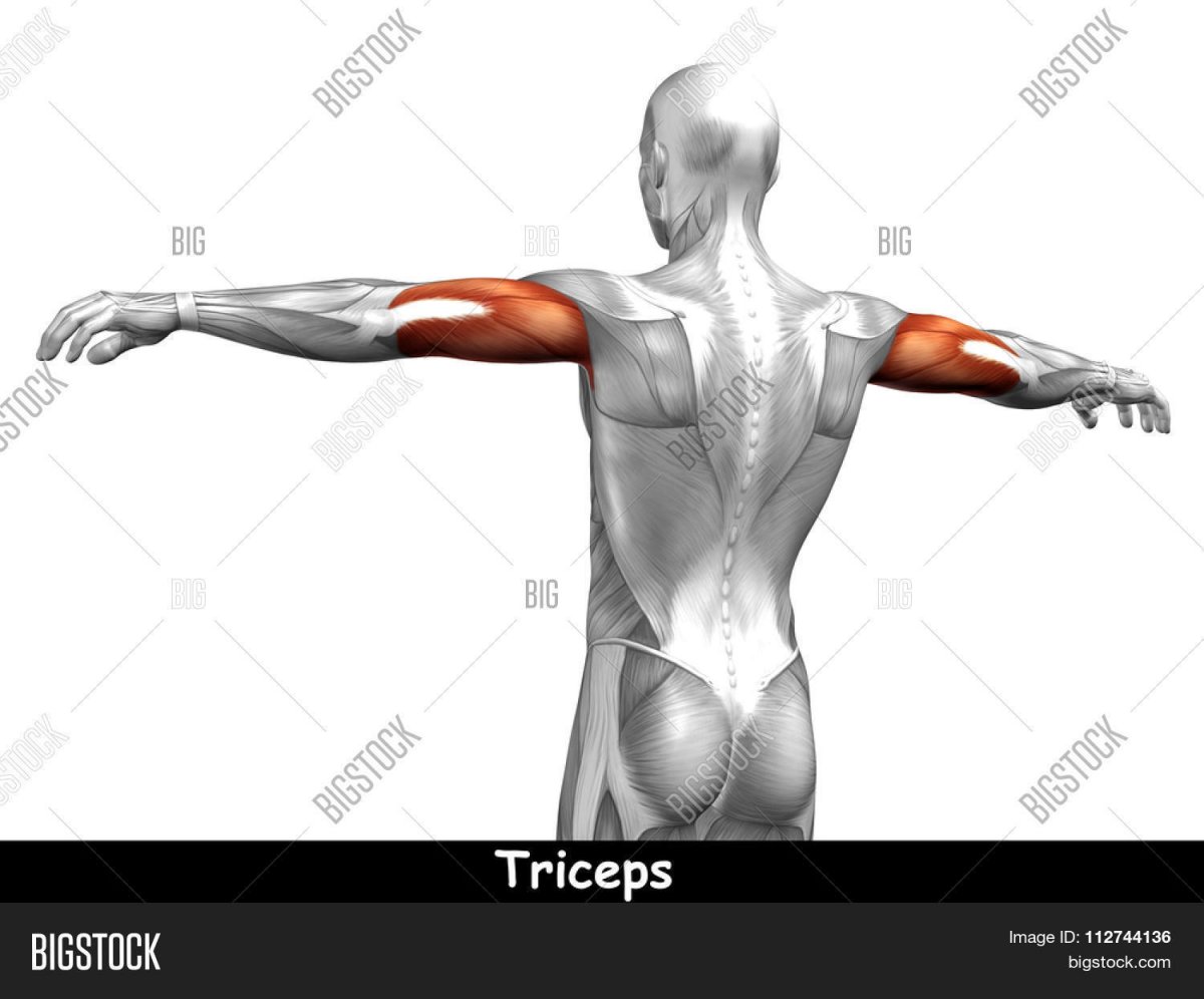 Мышцы человека фото