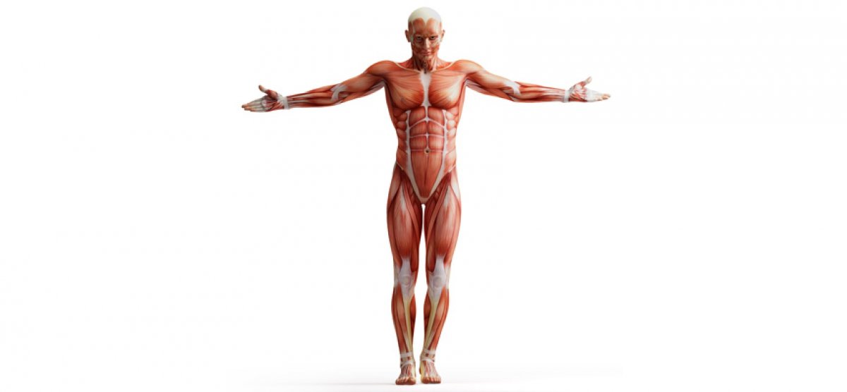 Мышцы человека на белом фоне