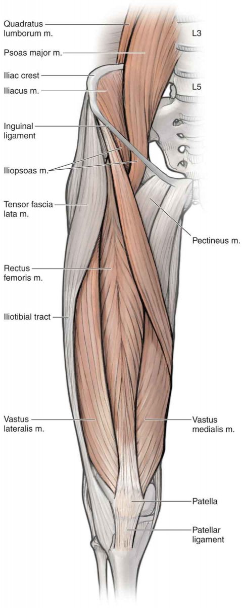 Мышцы ног квадрицепсы