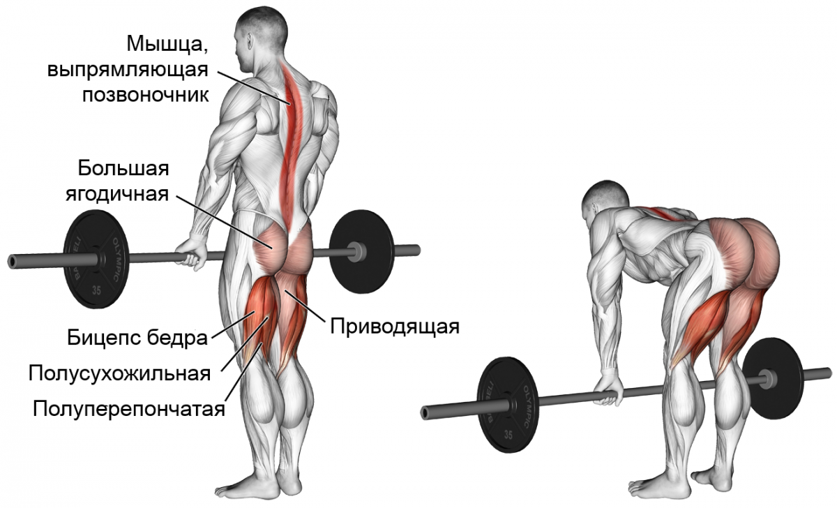 Румынская становая тяга мышцы