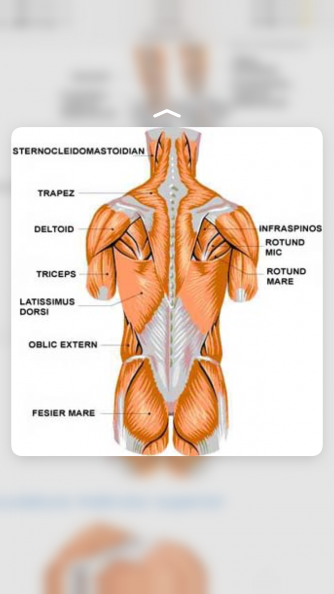 Линии на спине анатомия