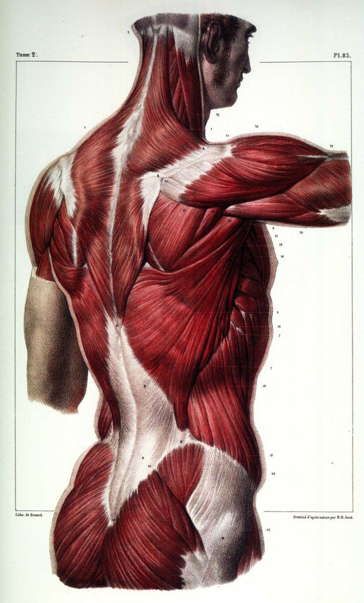 Анатомия мышц спины для массажа