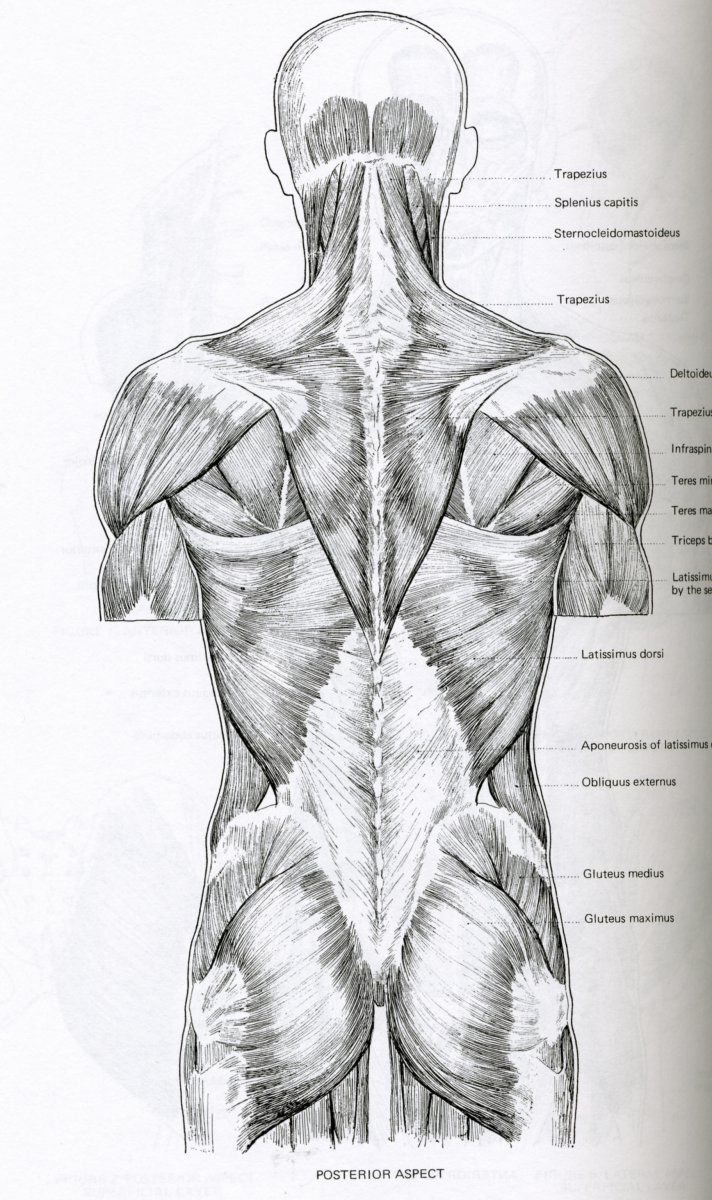Атлас Неттера мышцы спины