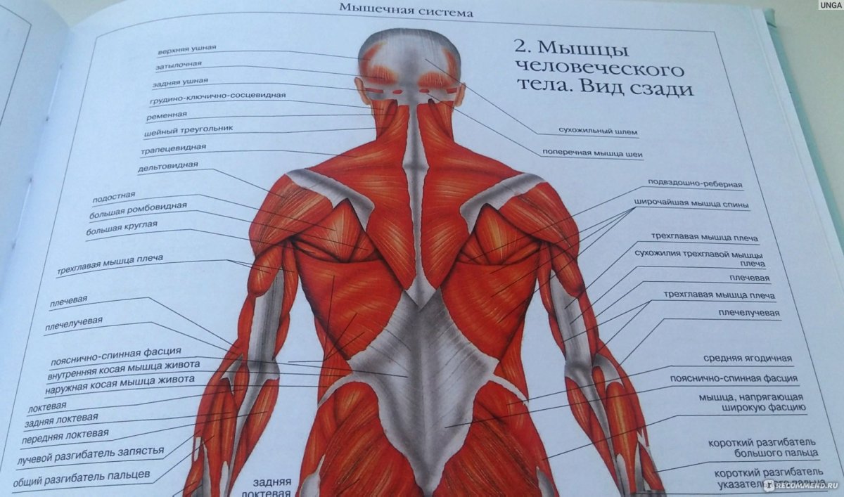 Атлас анатомии человека мышцы спины