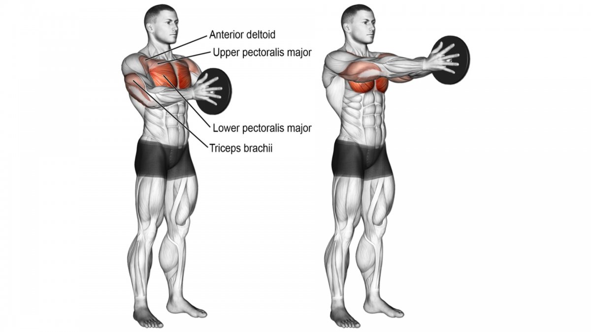 Жим Свенда какие мышцы работают